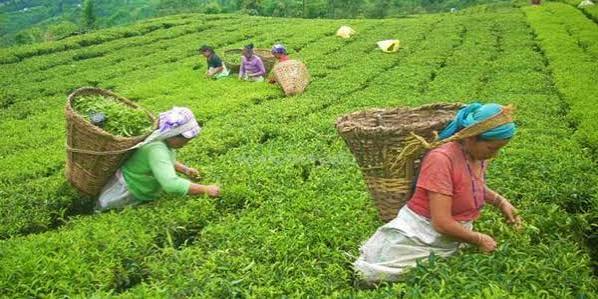 सरकारको आश्वासनपछि बन्द चिया उद्योगहरू पुनः सञ्चालनमा