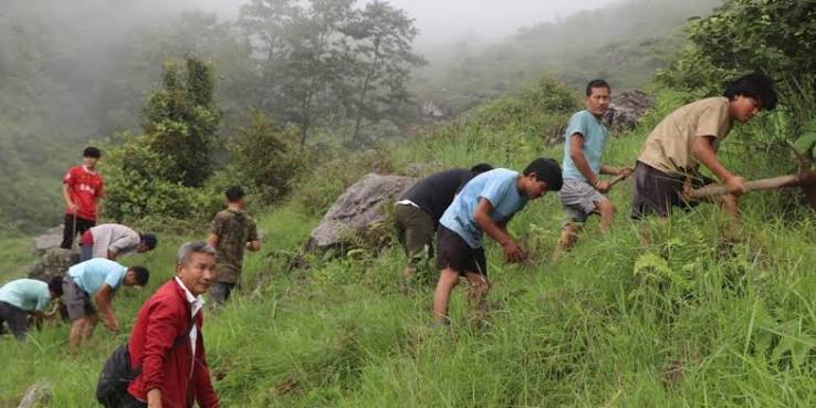 तेह्रथुममा १० हजारभन्दा बढी बिरुवा रोपियो